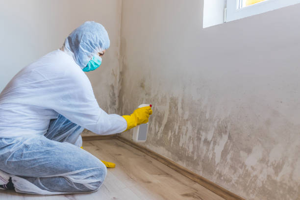 Licensed Mold Remediation service in Wallington, NJ - 24 Hour Mold Removal