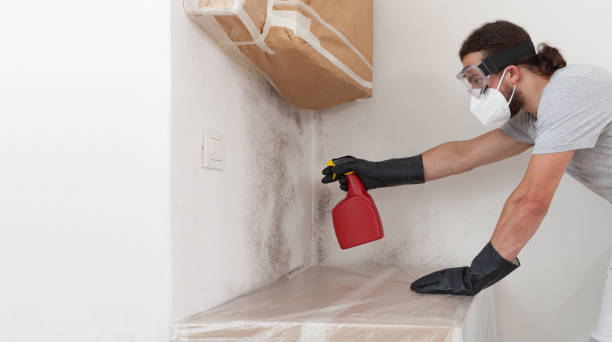 Professional Mold Remediation technician working in Wallington, NJ