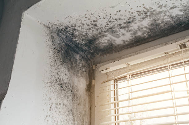 Affordable Mold Remediation solutions in Wallington, NJ